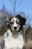BERGER AUSTRALIEN PUPPIES 408
